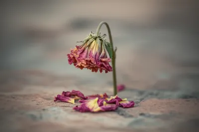 Illustration gone - Image 1