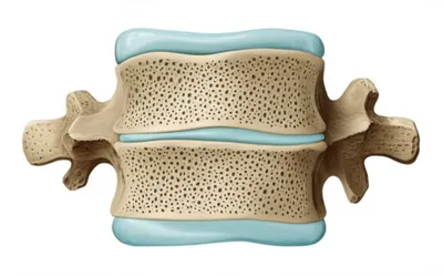 Illustration laminae - Image 1