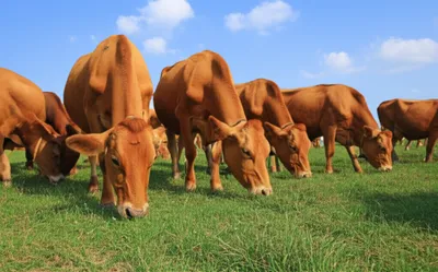 Illustration feeding - Image 1