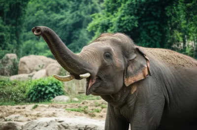 Illustration trumpeting - Image 1