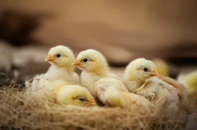 Illustration chicks - Image 1