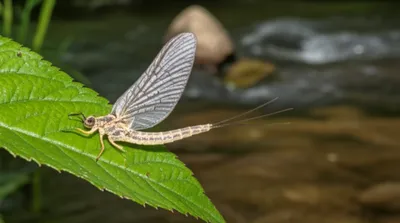 Illustration dun - Image 1