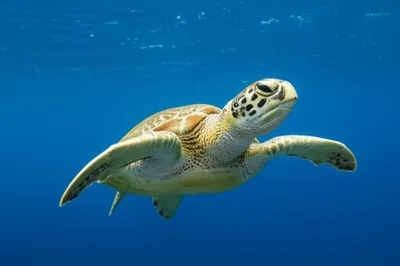 Illustration flappers - Image 1