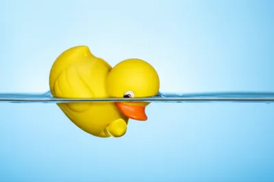 Illustration duck - Image 1