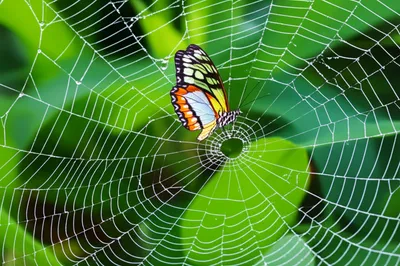 Illustration entangling - Image 1