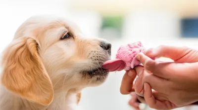 Illustration licked - Image 1