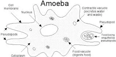 Illustration amoeba - Image 2
