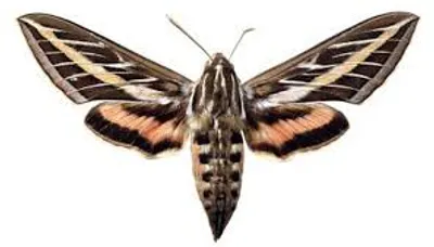 Illustration sphinx - Image 2