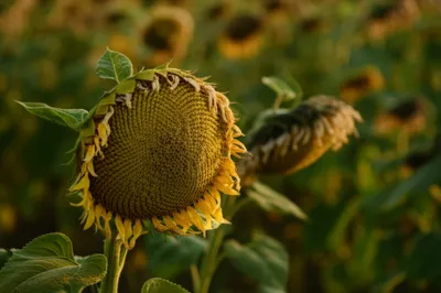 Illustration diary - Image 1