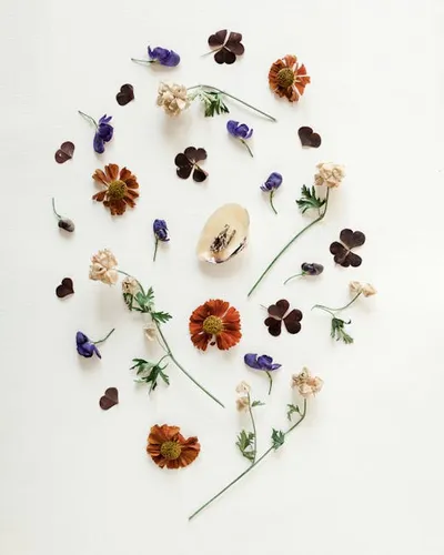 Illustration herbarium - Image 2