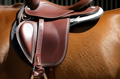 Illustration saddles - Image 1