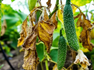 Illustration superbugs - Image 1