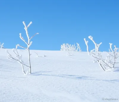 Illustration crisper - Image 1