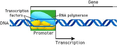 Illustration promoter - Image 2