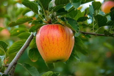 Illustration griffons - Image 1