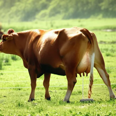 Illustration stale - Image 1