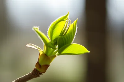 Illustration budding - Image 1