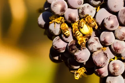 Illustration ripest - Image 1