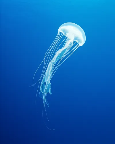 Illustration hangs - Image 1