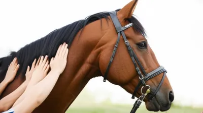 Illustration hands - Image 1