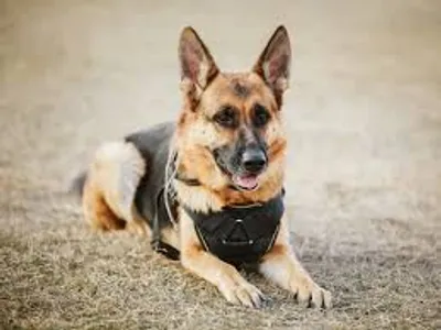 Illustration canine - Image 2