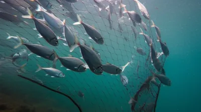 Illustration gills - Image 1