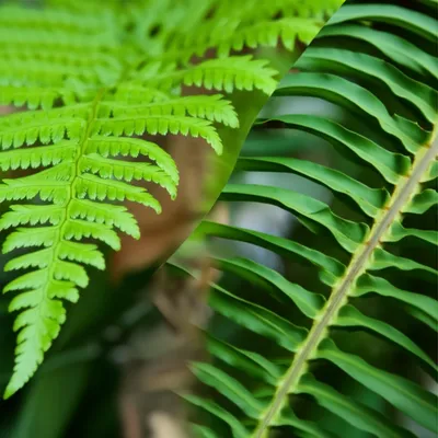 Illustration stipe - Image 1