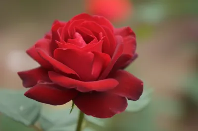 Illustration plucking - Image 1