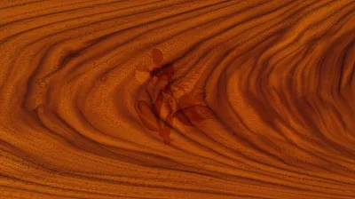 Illustration acajou - Image 1