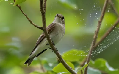 Illustration cobweb - Image 1