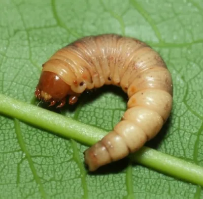 Illustration grub - Image 1