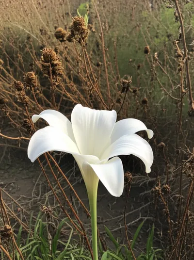 Illustration outstanding - Image 1