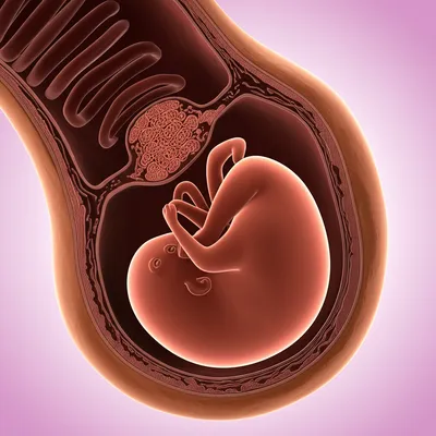 Illustration pregnant - Image 1