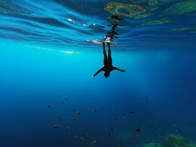 Illustration dives - Image 1