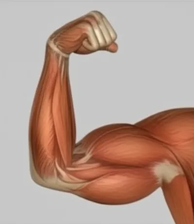 Illustration flexions - Image 2