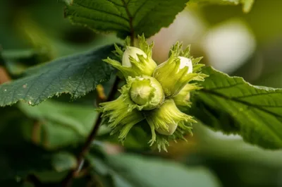 Illustration filbert - Image 1