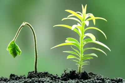 Illustration snubbed - Image 1