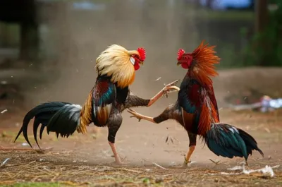 Illustration sparred - Image 1