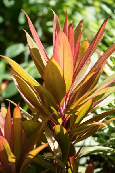 Illustration ti - Image 1