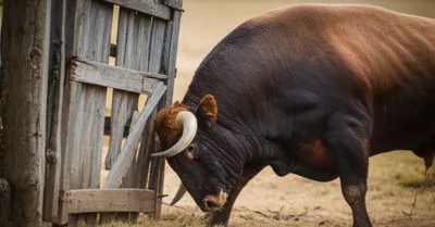 Illustration ramming - Image 1