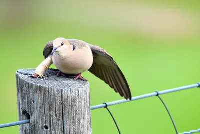 Illustration pinion - Image 1