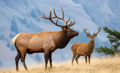 Illustration wapiti - Image 1