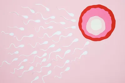Illustration ovum - Image 2