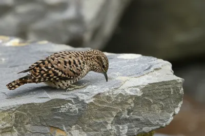 Illustration slab - Image 1