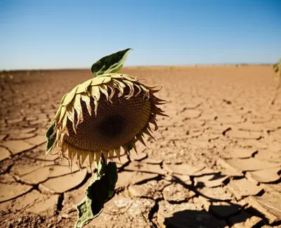 Illustration fails - Image 1