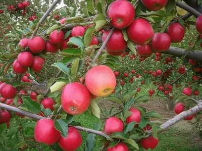 Illustration var. - Image 1