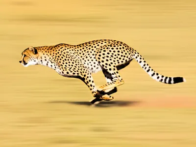 Illustration hastens - Image 1