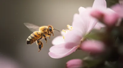 Illustration buzzes - Image 1