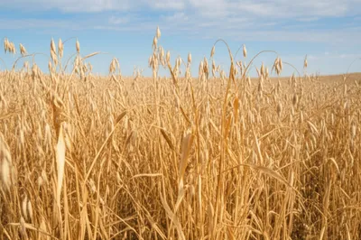 Illustration corn - Image 1