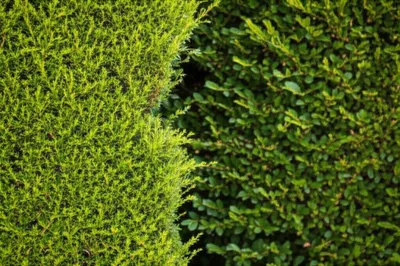 Illustration clipped - Image 1